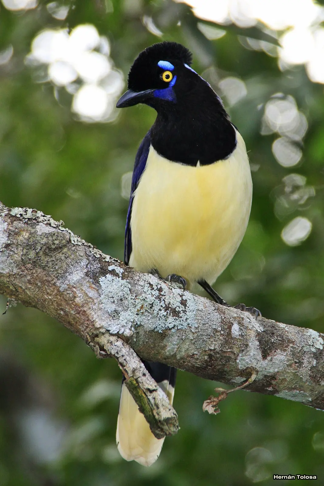 ave azul cataratas del iguazu - Cómo se llama el animal de las Cataratas del Iguazu