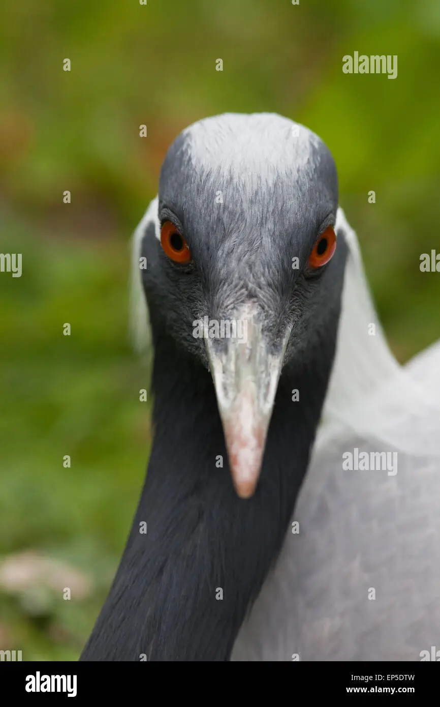 cabeza de pajaro - Cómo se llama el anime del cabeza de pájaro