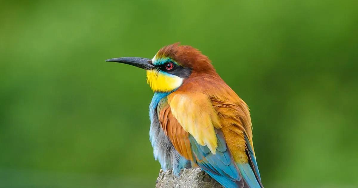ave de hermosas plumas que canta como gato - Cómo se llama el ave con plumas de colores