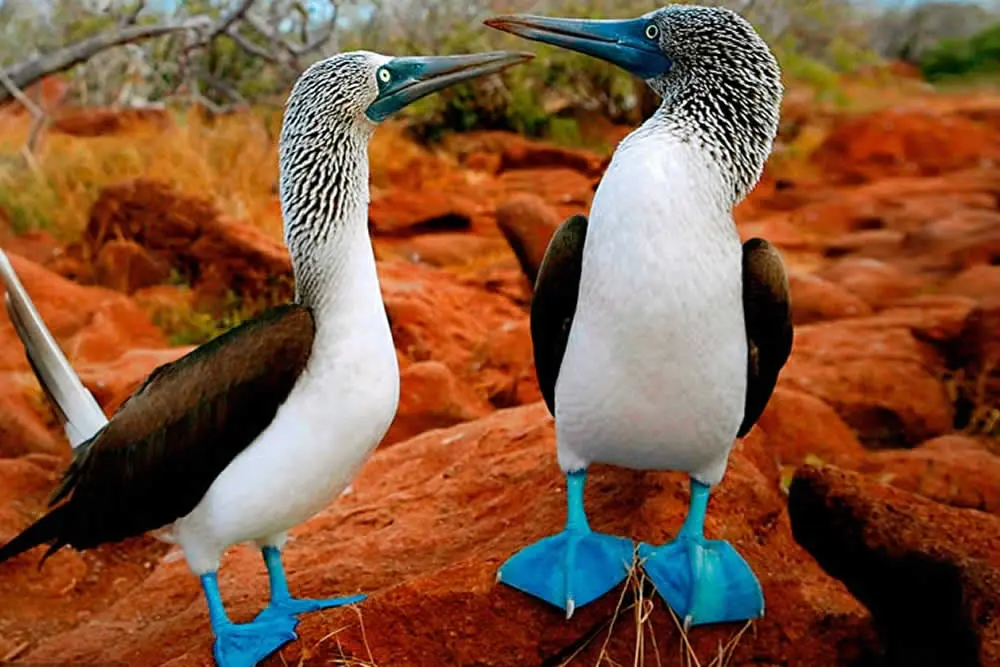 ave con patas azules - Cómo se llama el ave de patas azules