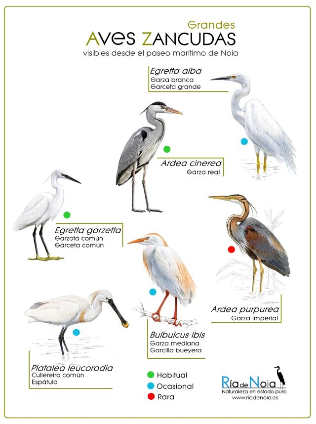 nombres de aves zancudas - Cómo se llama el ave de patas largas