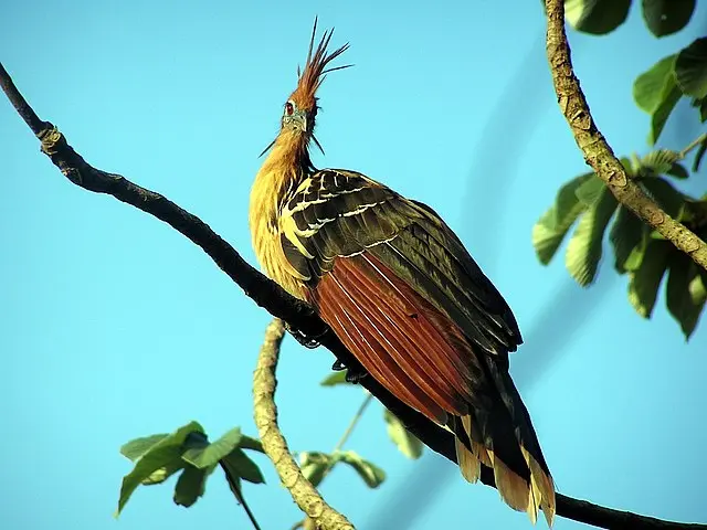 Ave Nacional de Guayana: El Hoatzin - Cómo se llama el ave nacional de Guyana ave nacional de guayana - Cómo se llama el ave nacional de Guyana