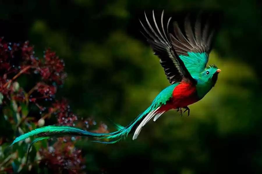 ave quetzal en argentina - Cómo se llama el ave que se parece al Quetzal