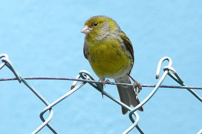 ave generalmente amarilla de las islas canarias y madeira - Cómo se llama el canario amarillo