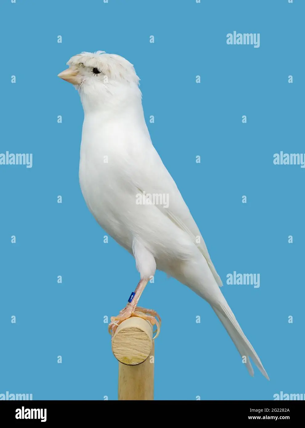 pajaro canario blanco - Cómo se llama el canario blanco