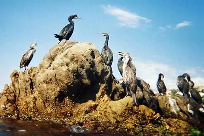 abono fkrmado por el excremento de las aves marinas - Cómo se llama el guano