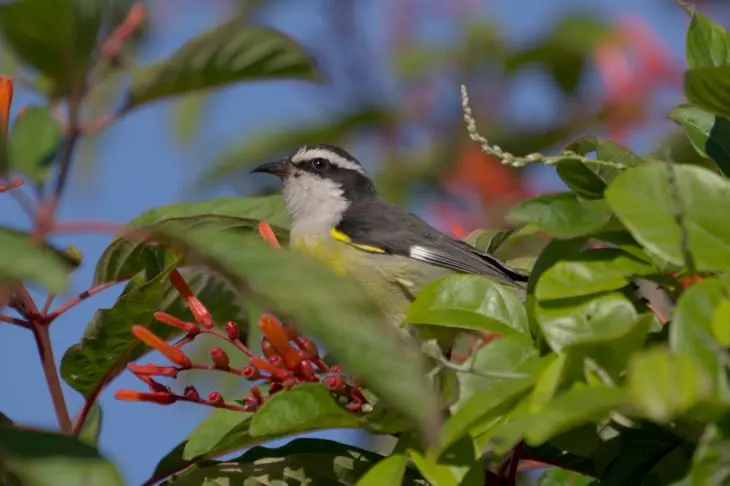Ave cuyo hábitat es Rosario: La belleza de estas aves en su entorno natural - Cómo se llama el hábitat de las aves ave cuya habitat es rosario - Cómo se llama el hábitat de las aves