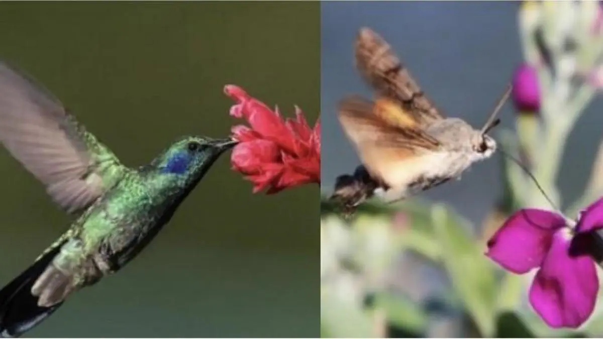 el colibri es un ave o un insecto - Cómo se llama el insecto que parece un colibrí