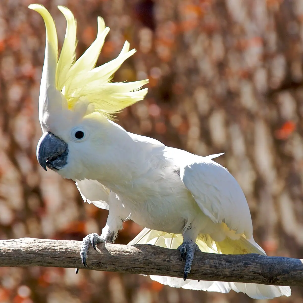 ave con copete blanco - Cómo se llama el loro blanco