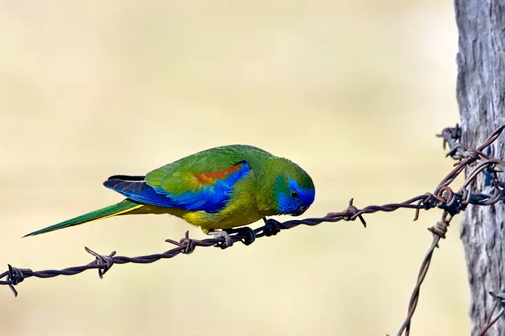 Loro oscuro de pecho turquesa: Un ave exótica y colorida - Cómo se llama el loro celeste loro oscuro de pecho turquesa - Cómo se llama el loro celeste