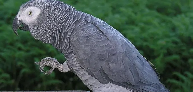 increíble historia loro - Cómo se llama el loro más inteligente del mundo