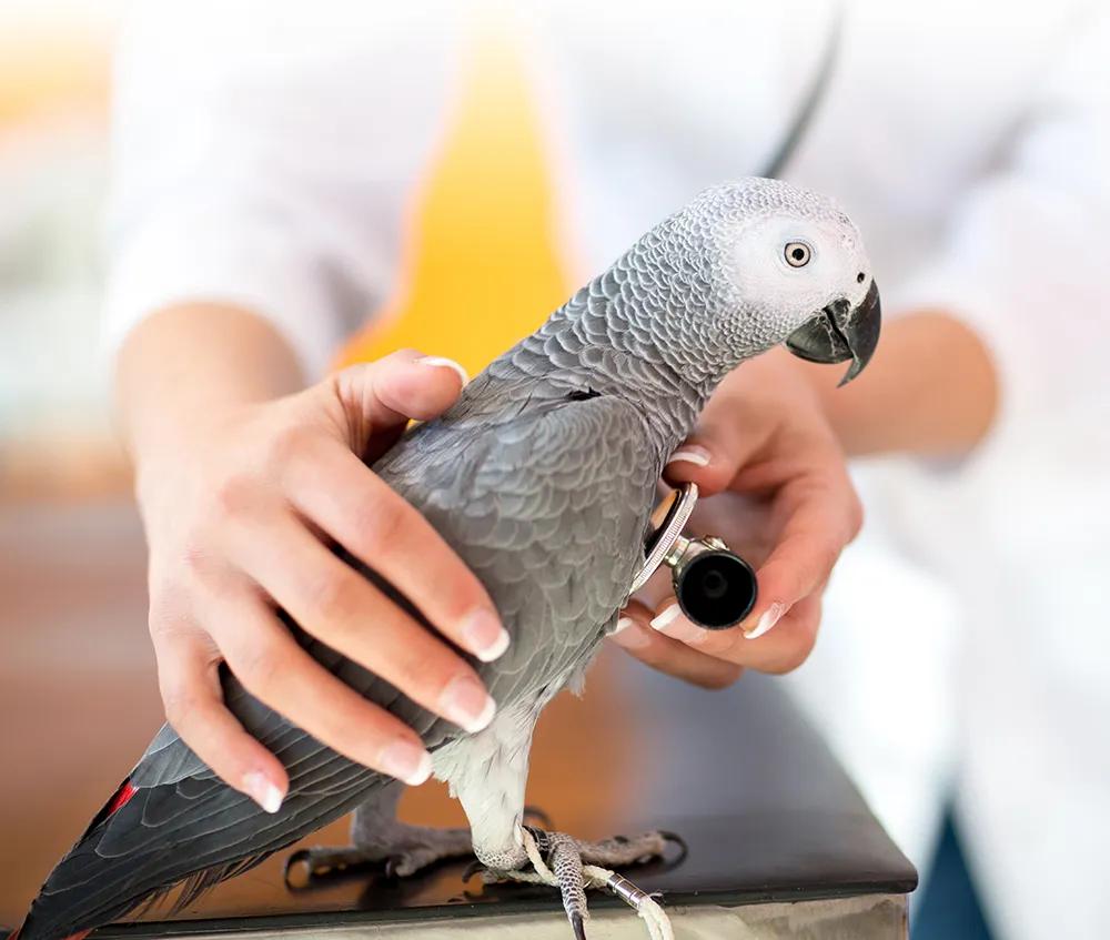 Veterinario especialista en loros - Cómo se llama el médico especialista en animales veterinario especialista en loros - Cómo se llama el médico especialista en animales