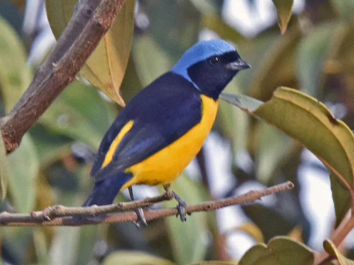 ave pecho naranja cabeza azul - Cómo se llama el pájaro azul con naranja