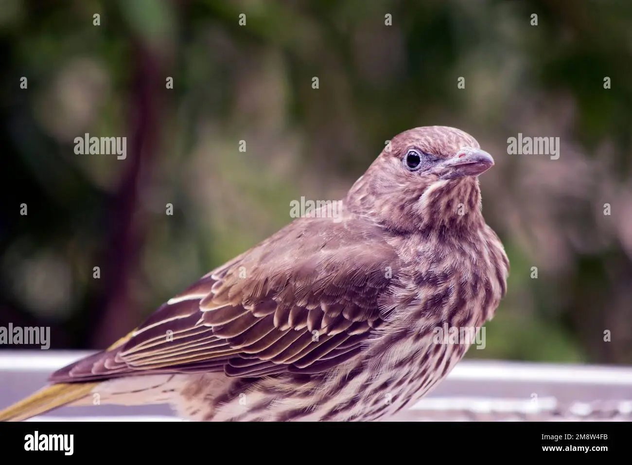 alas marrones de ave - Cómo se llama el pájaro café