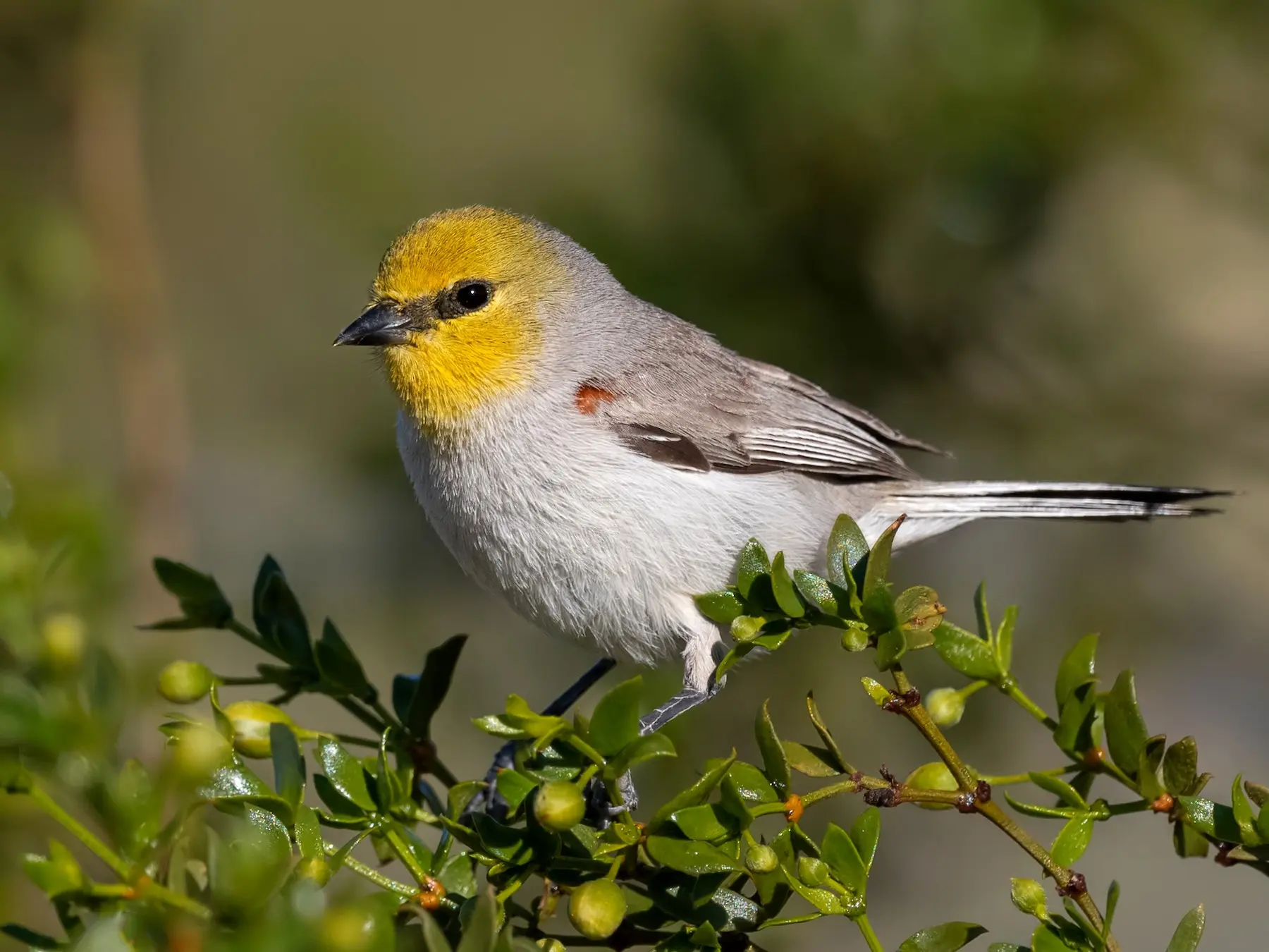 El increíble ave cabeza amarilla con pintitas grises - Cómo se llama el pájaro con cabeza amarilla ave cabeza amarilla pintitas grises - Cómo se llama el pájaro con cabeza amarilla
