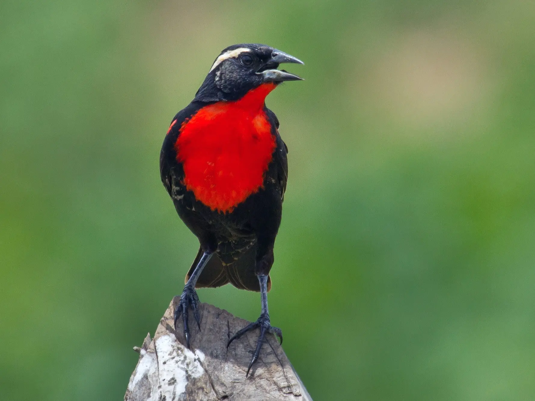 ave patagonica de pecho rojo - Cómo se llama el pájaro con el pecho rojo