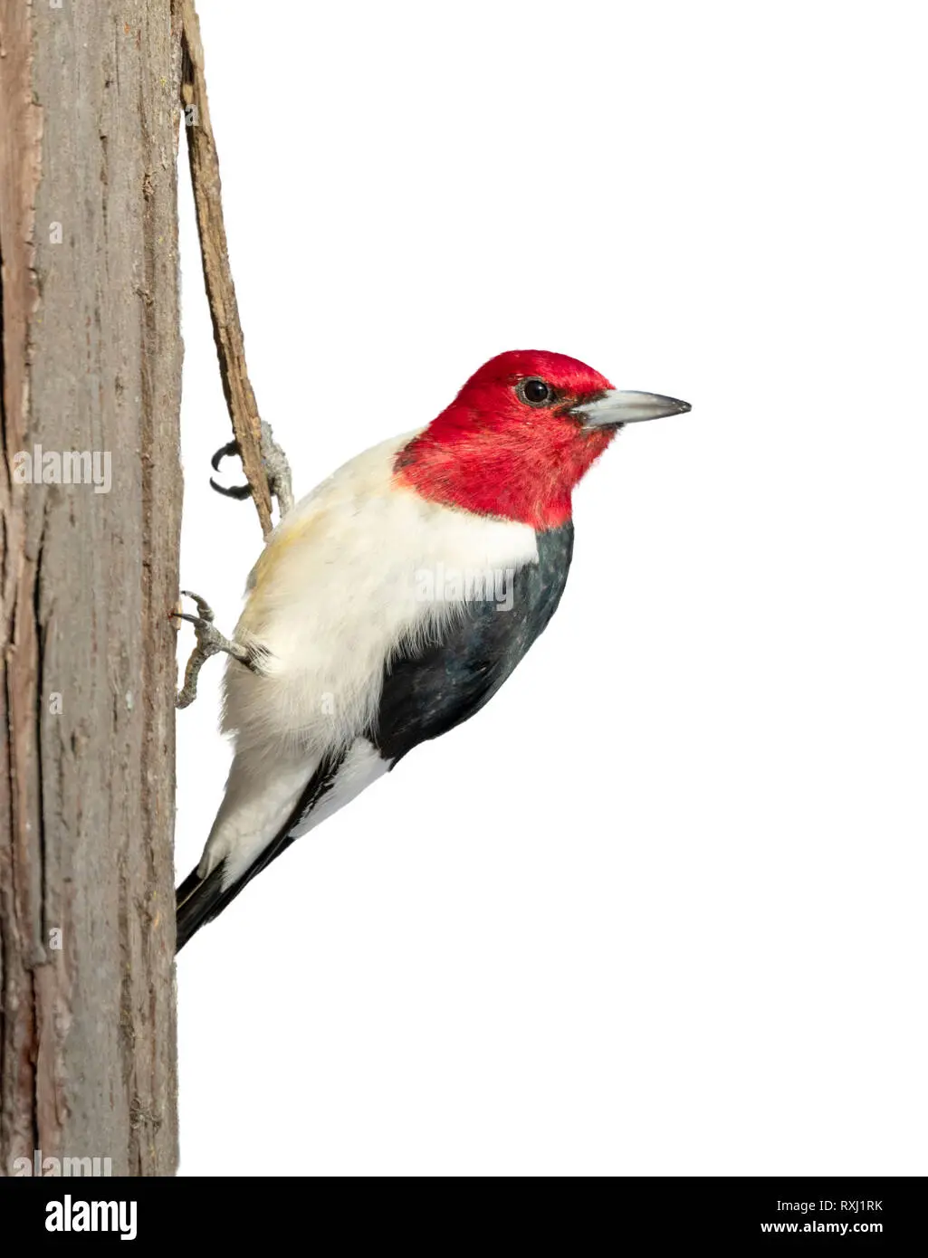 como se llama el pajaro que tiene la cabeza roja - Cómo se llama el pájaro con la cabeza roja