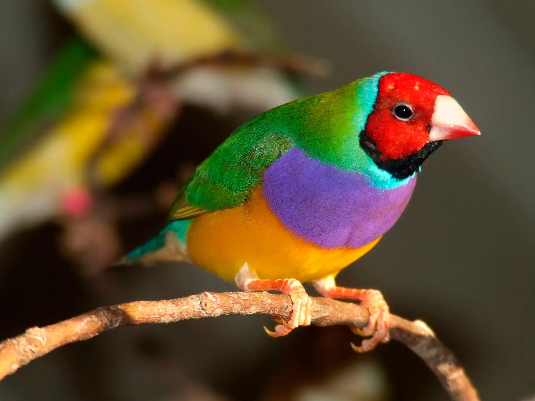 pajaro de varios colores - Cómo se llama el pájaro de color rojo amarillo y azul