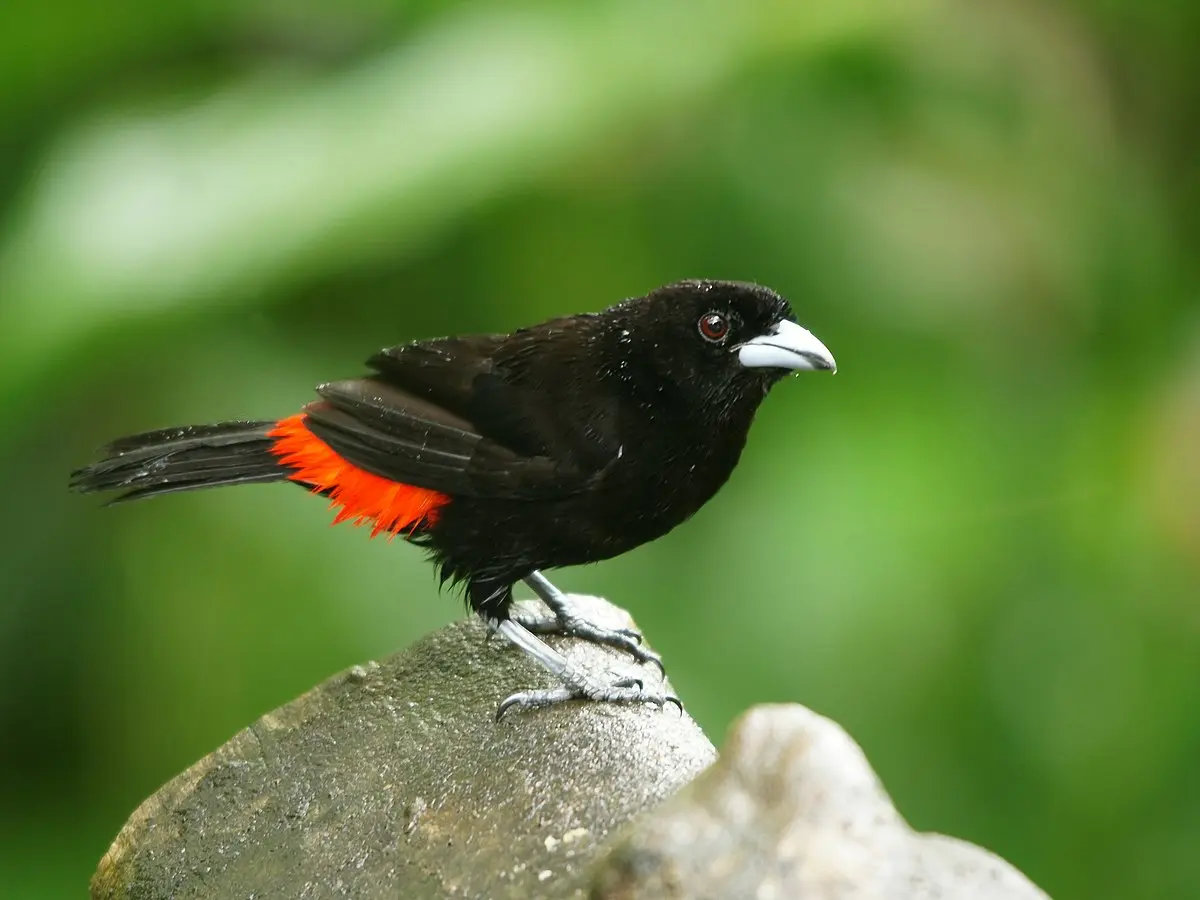 atrapamoscas ave - Cómo se llama el pájaro de color rojo y negro