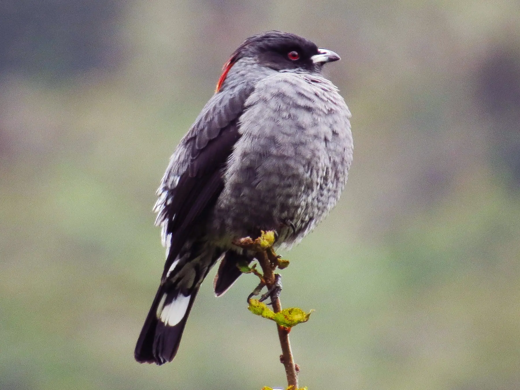 aves con cresta roja - Cómo se llama el pájaro de la cresta roja