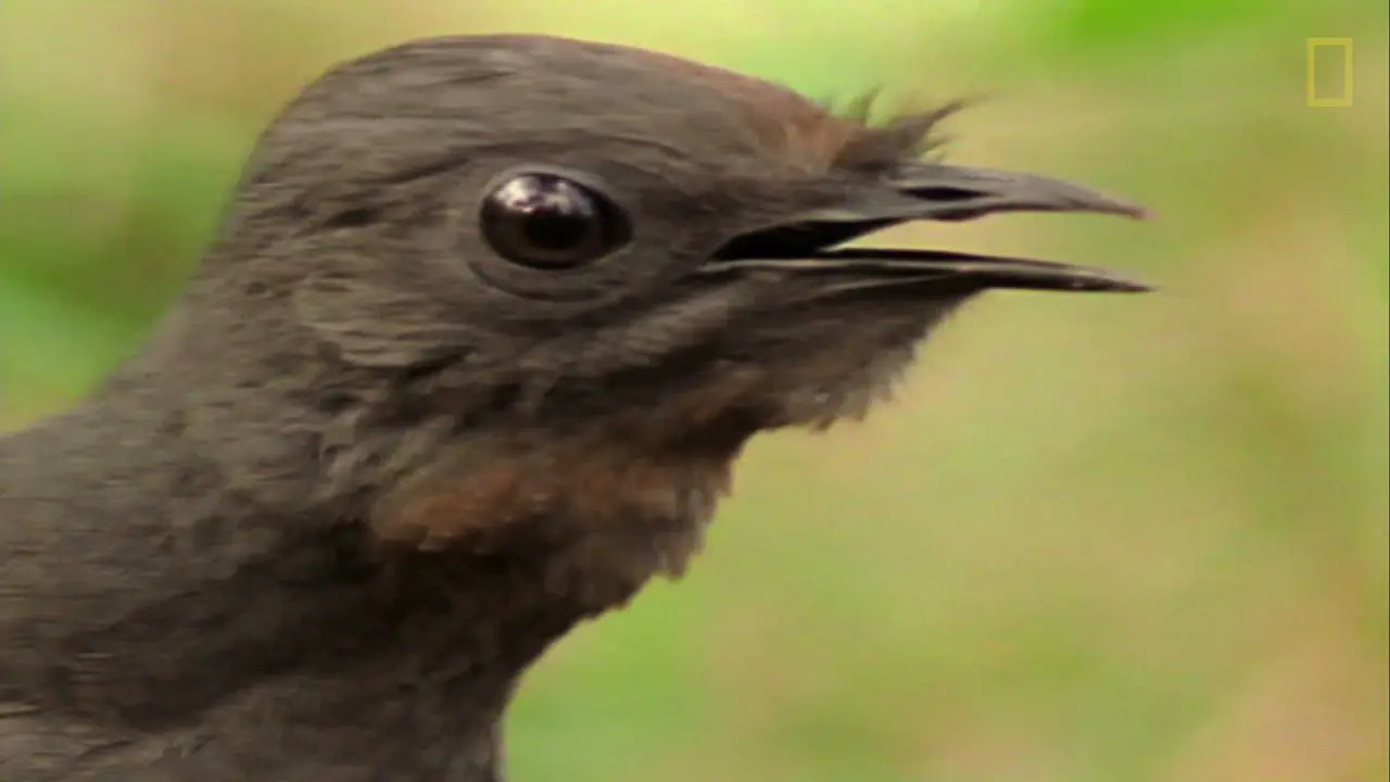 ave lira imitando sonidos - Cómo se llama el pájaro de las 400 voces