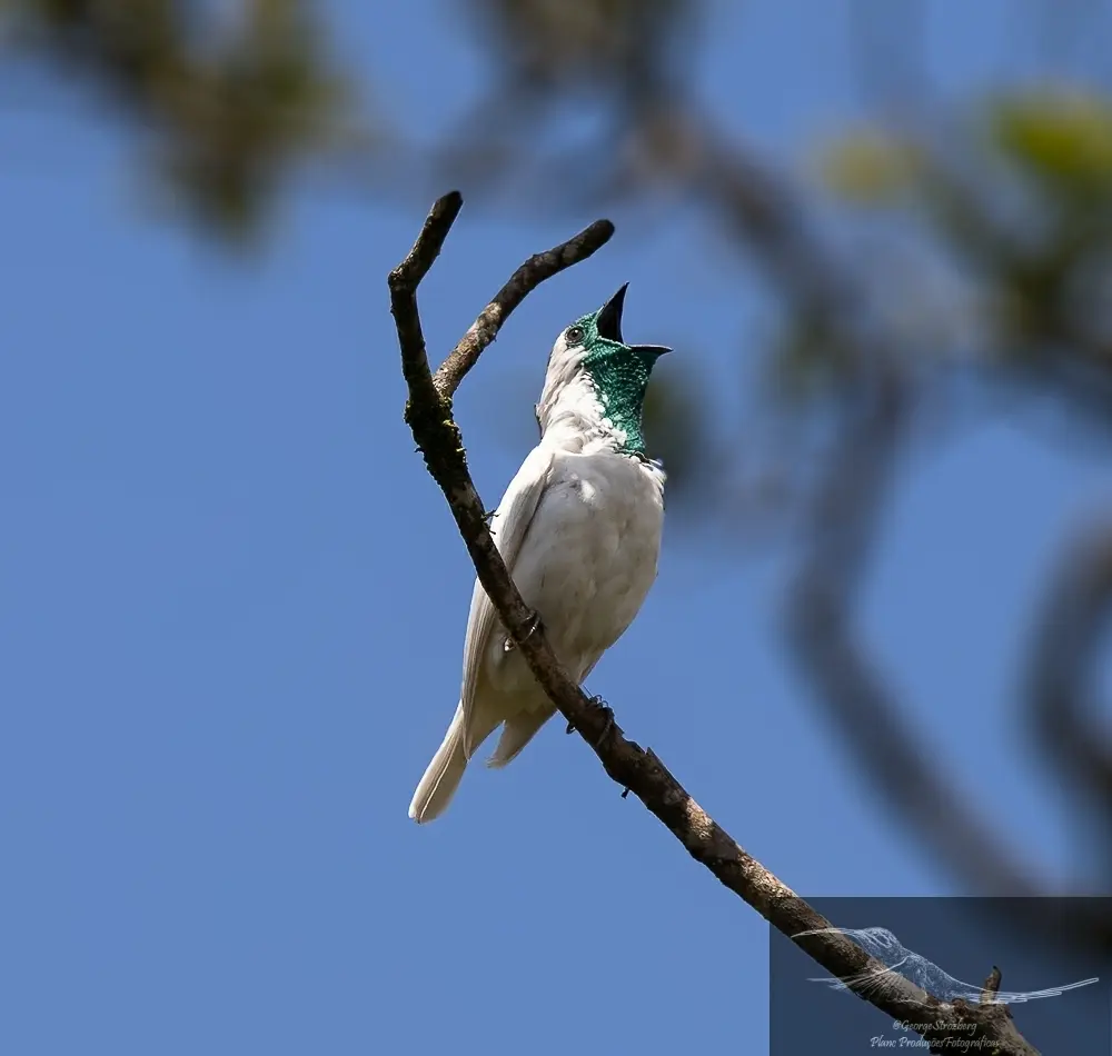 ave nacional de paraguay - Cómo se llama el pájaro de Paraguay
