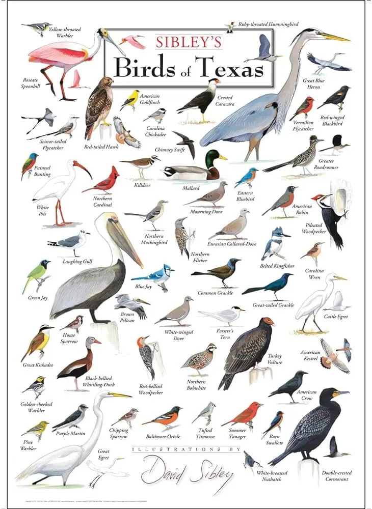 aves de texas - Cómo se llama el pájaro de Texas