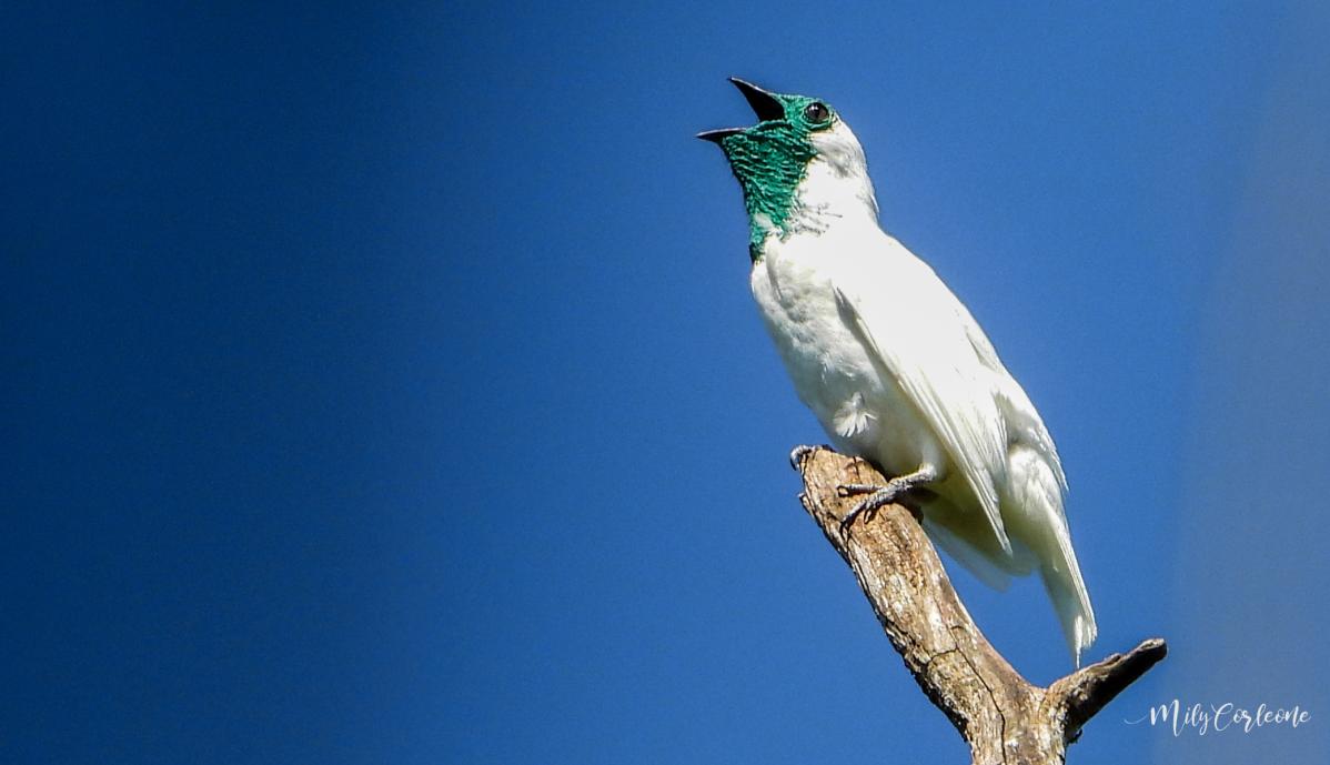 aves del paraguay en guarani - Cómo se llama el pájaro en guaraní