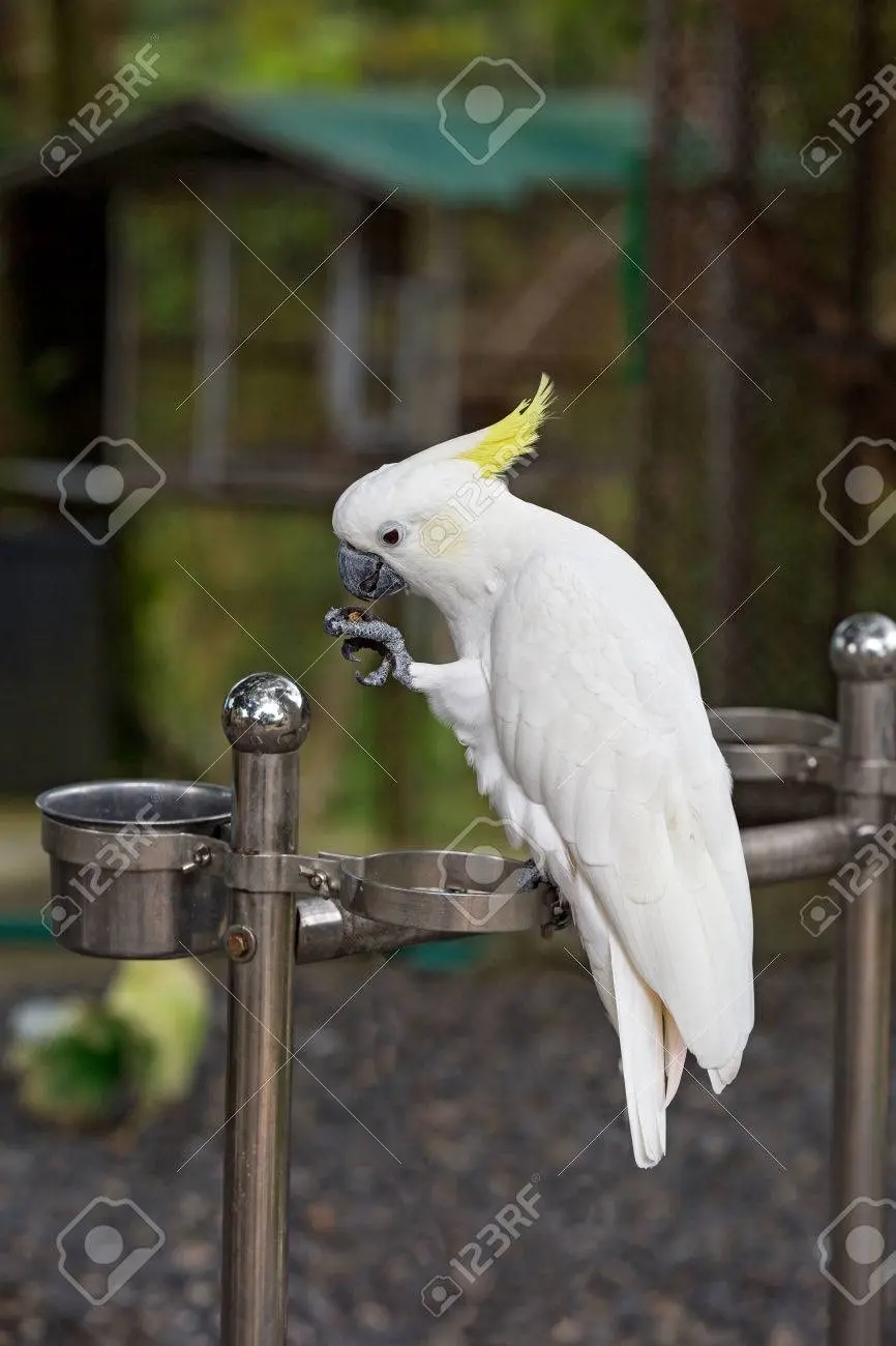 guacamayo blanco de rio - Cómo se llama el pájaro malo de Río