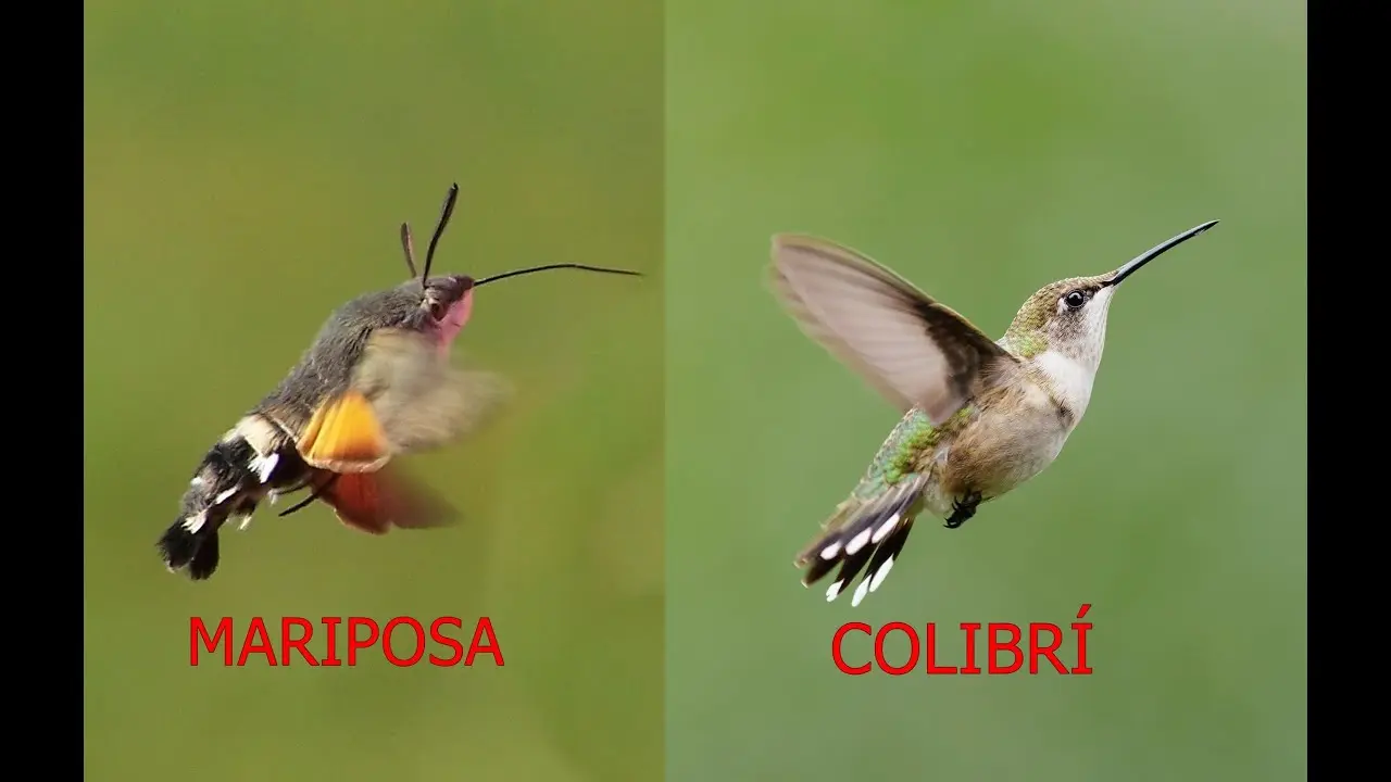 ave parecido al colibri - Cómo se llama el pájaro mosca