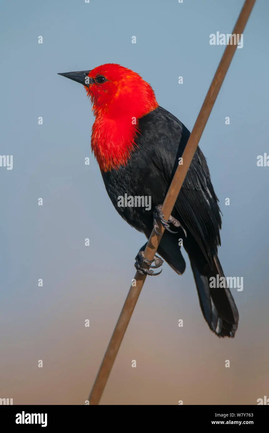 ave cabeza negra cuerpo rojo cobrizo - Cómo se llama el pájaro negro con el pico naranja