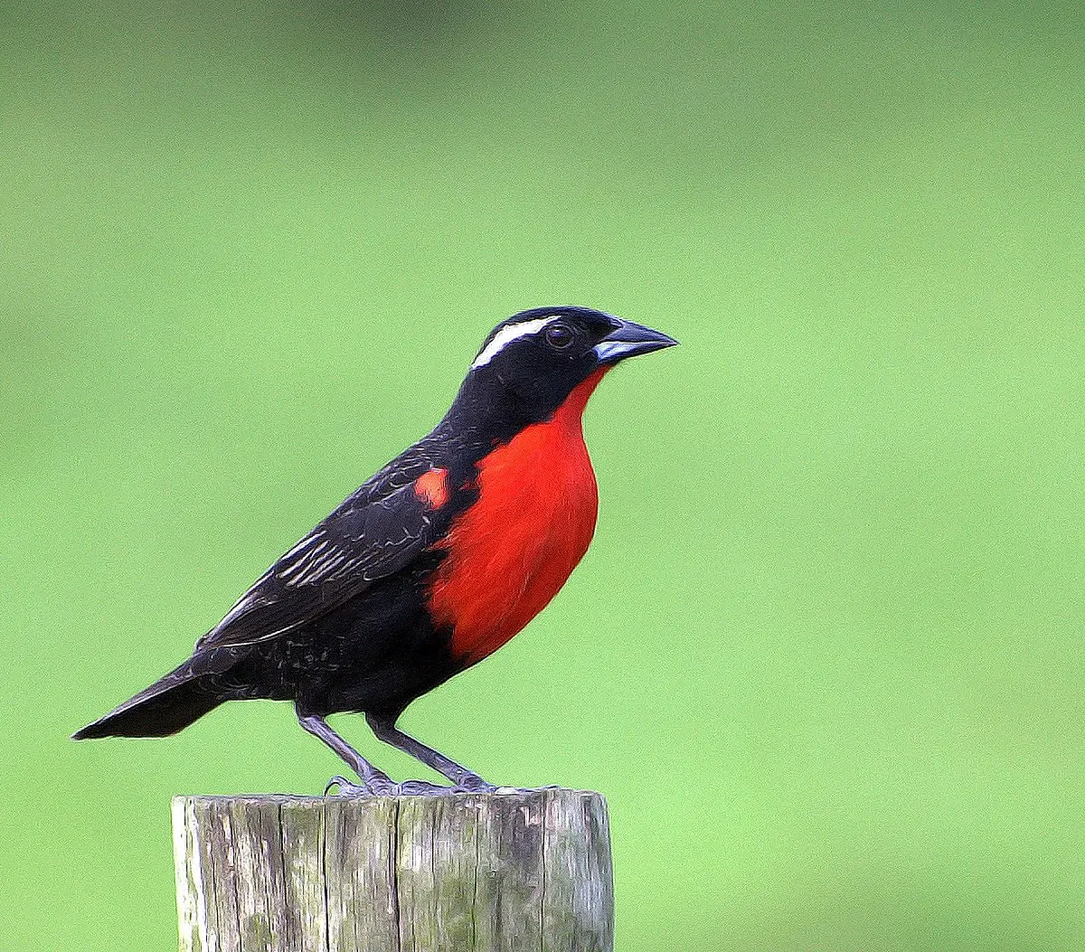 ave pecho colorado - Cómo se llama el pájaro negro con pecho rojo