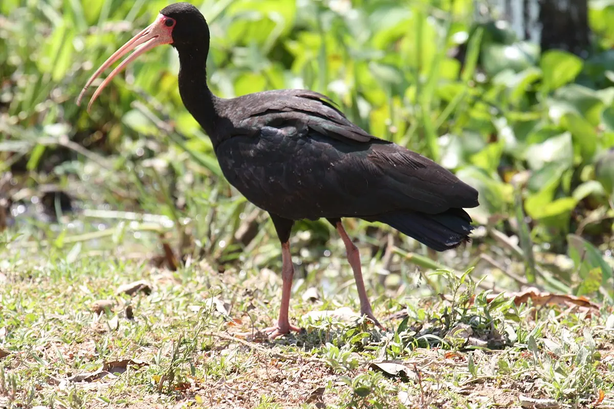 aves color negro - Cómo se llama el pájaro negro de pico largo