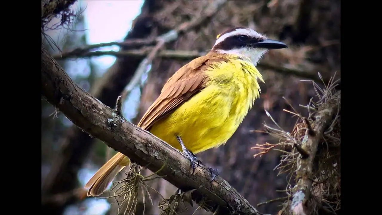 canto de pájaro benteveo - Cómo se llama el pájaro que canta bicho feo