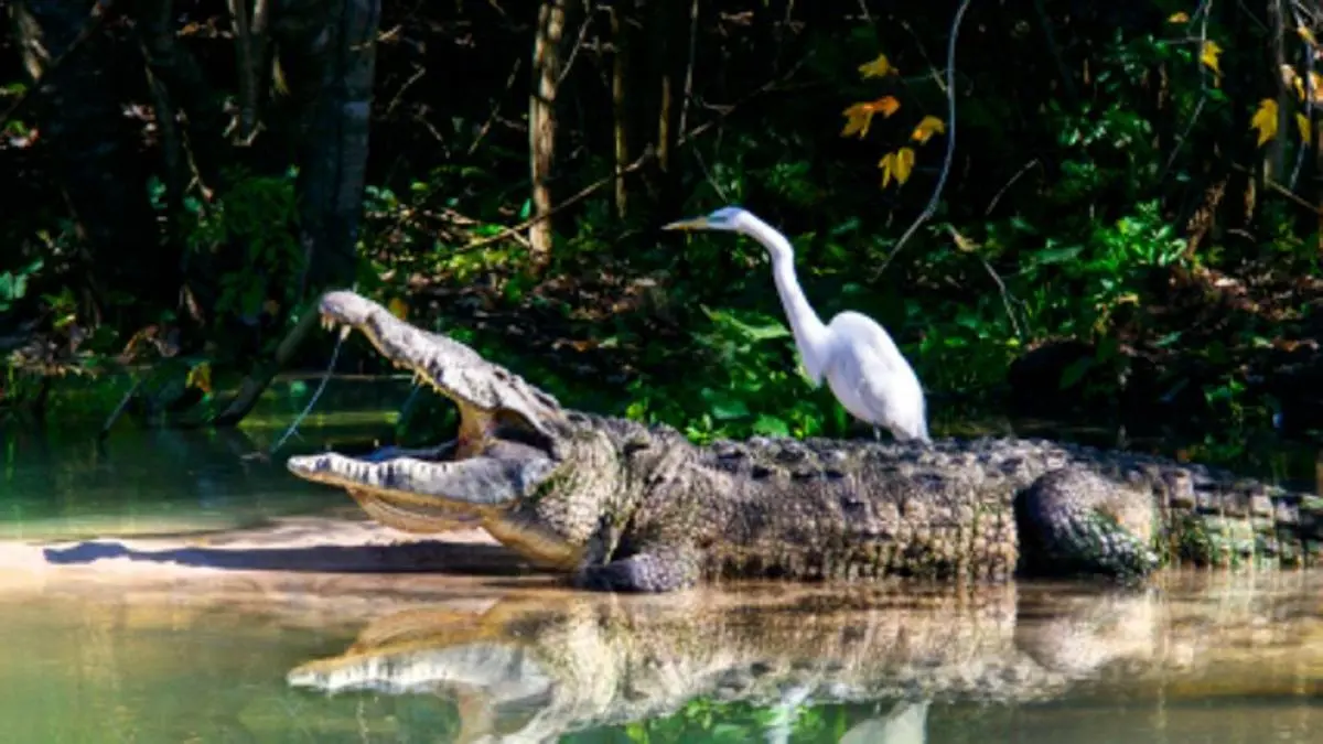 Cómo se llama el pájaro que le limpia los dientes a los cocodrilos - Cómo se llama el pájaro que le limpia los dientes a los cocodrilos como se llama cuando un pajaro le limpia al cocodrilo - Cómo se llama el pájaro que le limpia los dientes a los cocodrilos