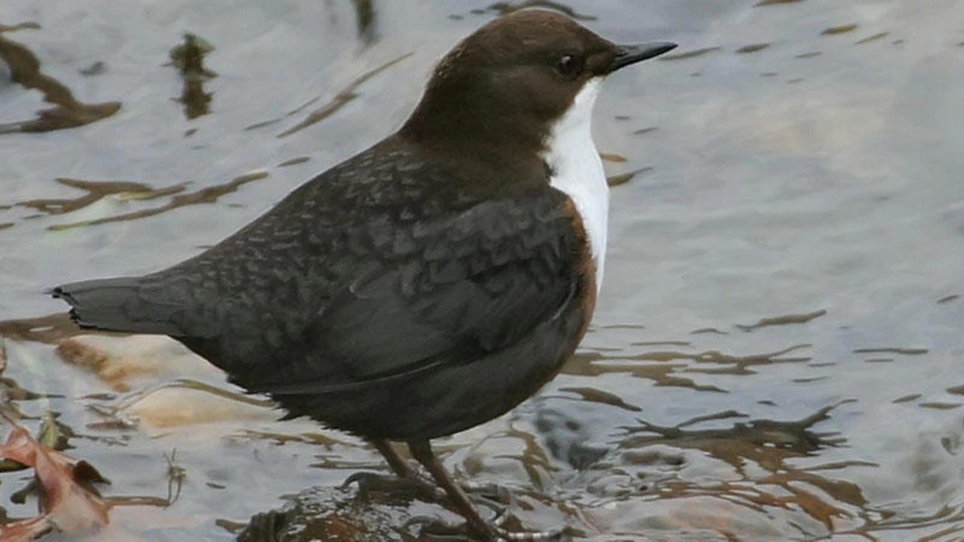 Ave al que le gusta el agua - Cómo se llama el pájaro que llama el agua ave al que le gusta el agua - Cómo se llama el pájaro que llama el agua