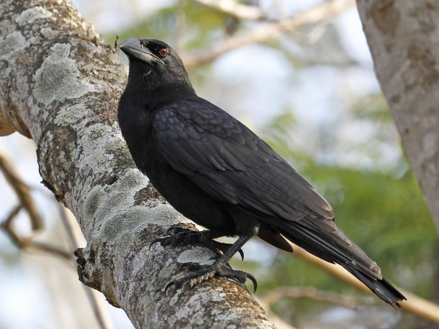 ave cubana parecida al cuervo - Cómo se llama el pájaro que se parece al cuervo