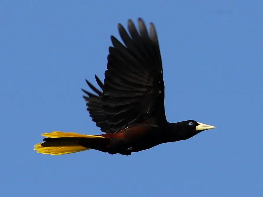 ave negro cola amarilla - Cómo se llama el pájaro que tiene la cola amarilla