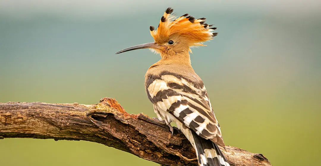 ave con penacho en la cabeza - Cómo se llama el pájaro que tiene plumas en la cabeza