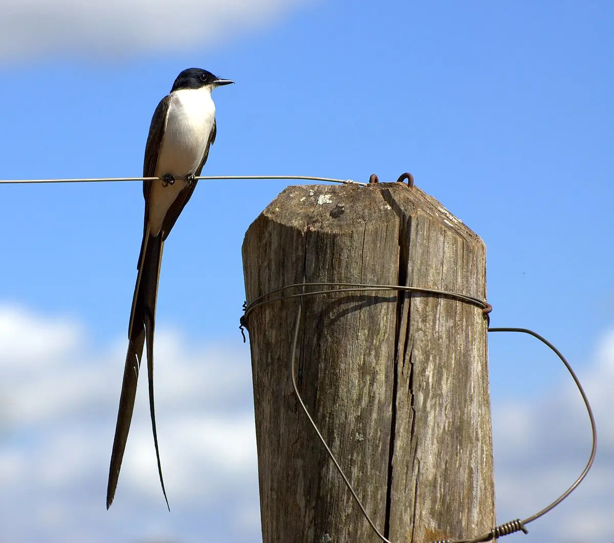 ave cola larga - Cómo se llama el pájaro tijereta