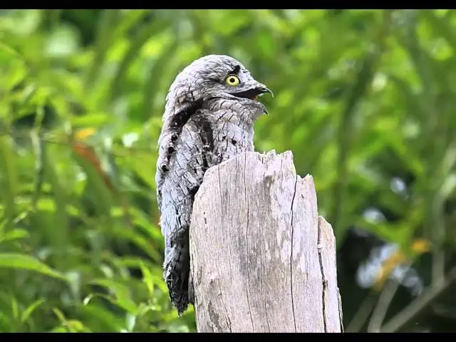 como se llama el pajaro quee canta tuturu tuturu - Cómo se llama el pájaro Tututu
