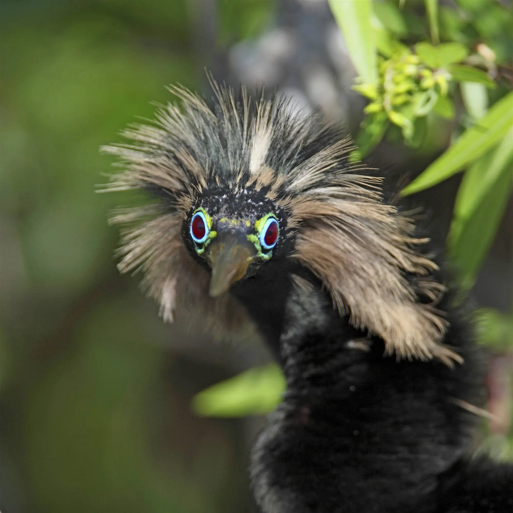 ave parece pavo sin plumas - Cómo se llama el pavo real