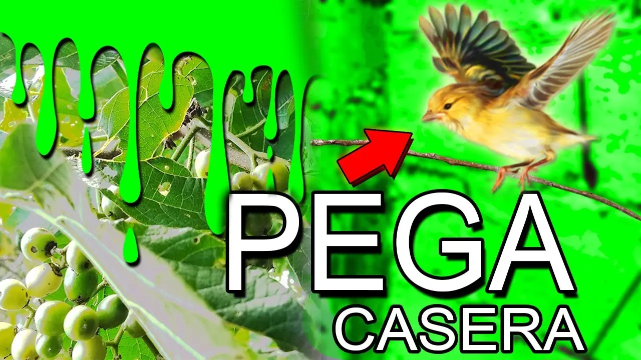 Cómo hacer pega para aves: Una tutorial paso a paso - Cómo se llama el pegamento para cazar pájaros como hacer pega para aves - Cómo se llama el pegamento para cazar pájaros