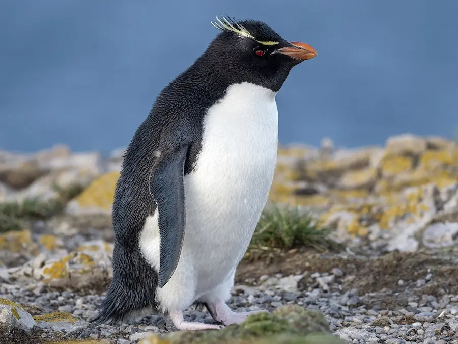 guacamayo de penacho amarillo - Cómo se llama el pingüino que tiene cejas