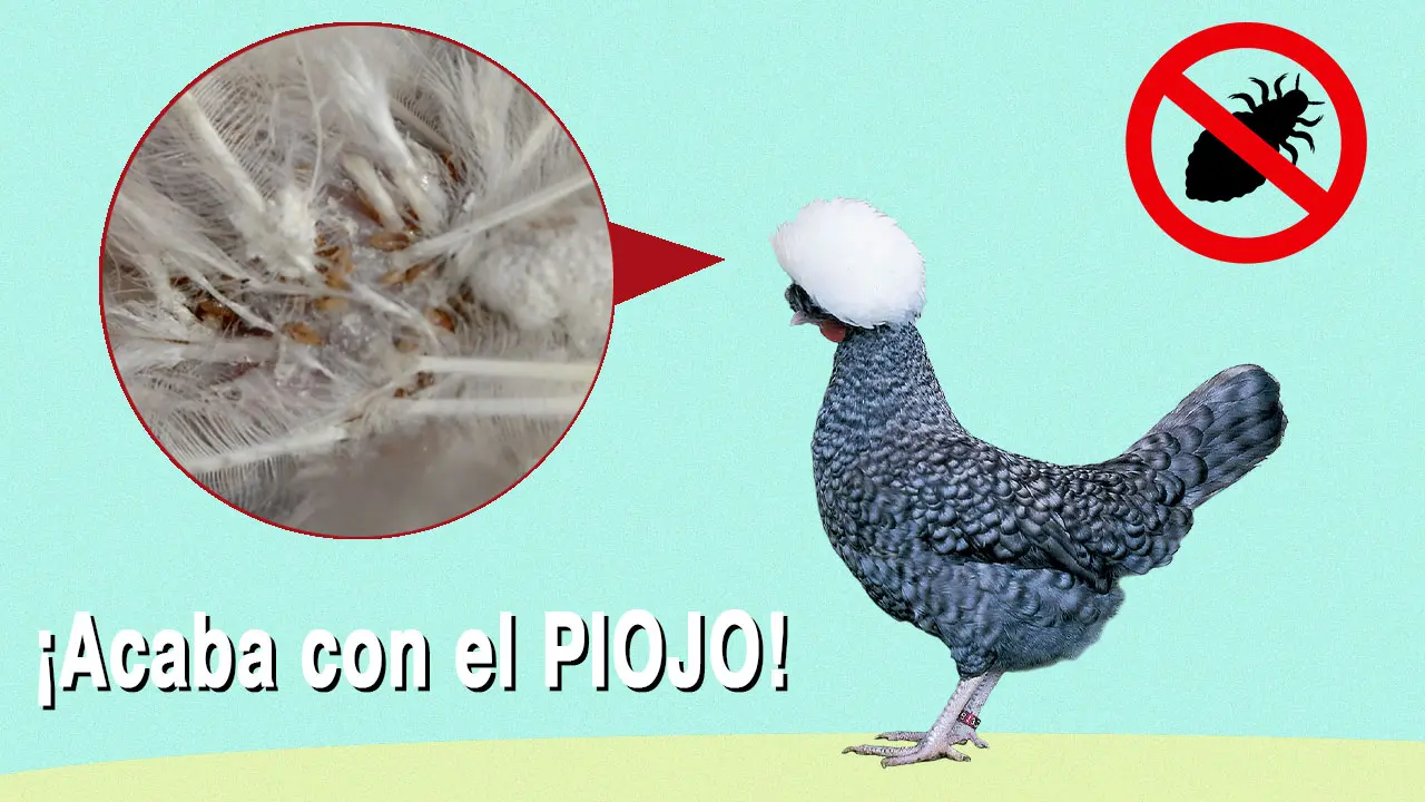piojos de las aves gallinaceas - Cómo se llama el piojo de las Gallinaceas