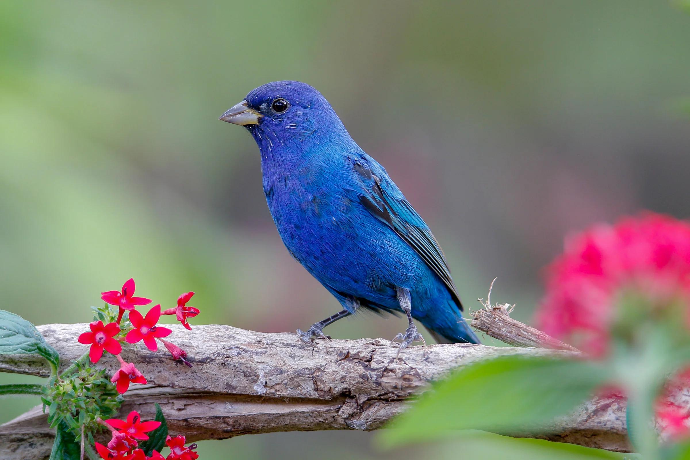 pájaro azul nombre - Cómo se llama el símbolo del pajarito azul