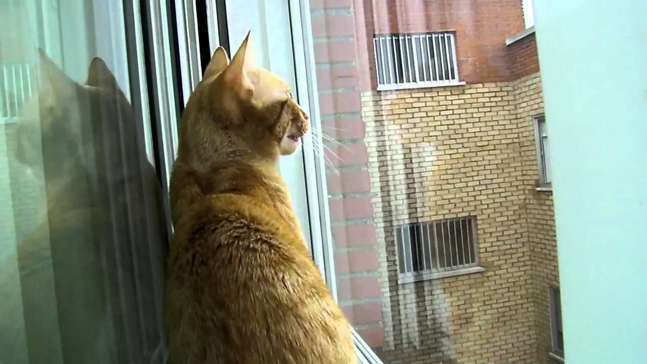gatos hablando con pajaros - Cómo se llama el sonido que hacen los gatos cuando ven pájaros