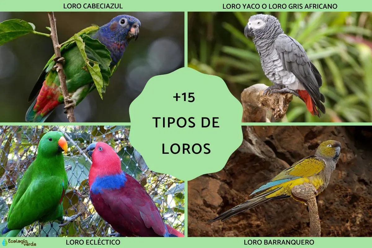 Loros y Patos de Colores: Belleza y Diversidad en el Reino Animal - Cómo se llama el Toro de la granja loros y patoas de colores - Cómo se llama el Toro de la granja