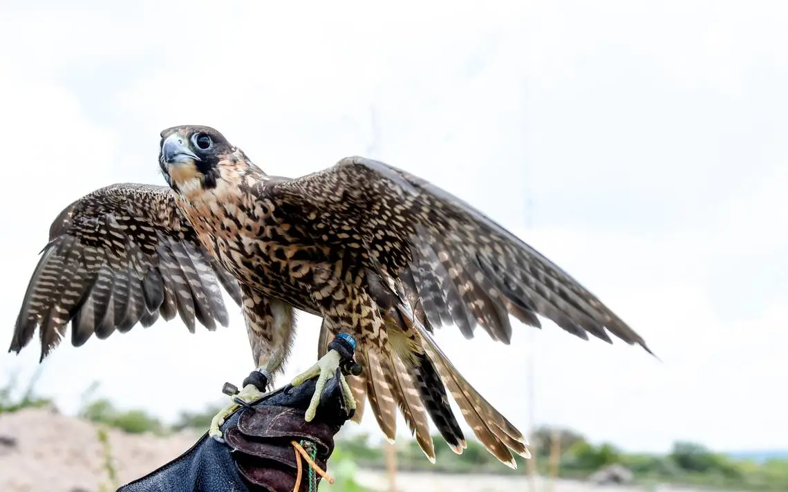 control de aves con halcones - Cómo se llama el trabajo con halcones