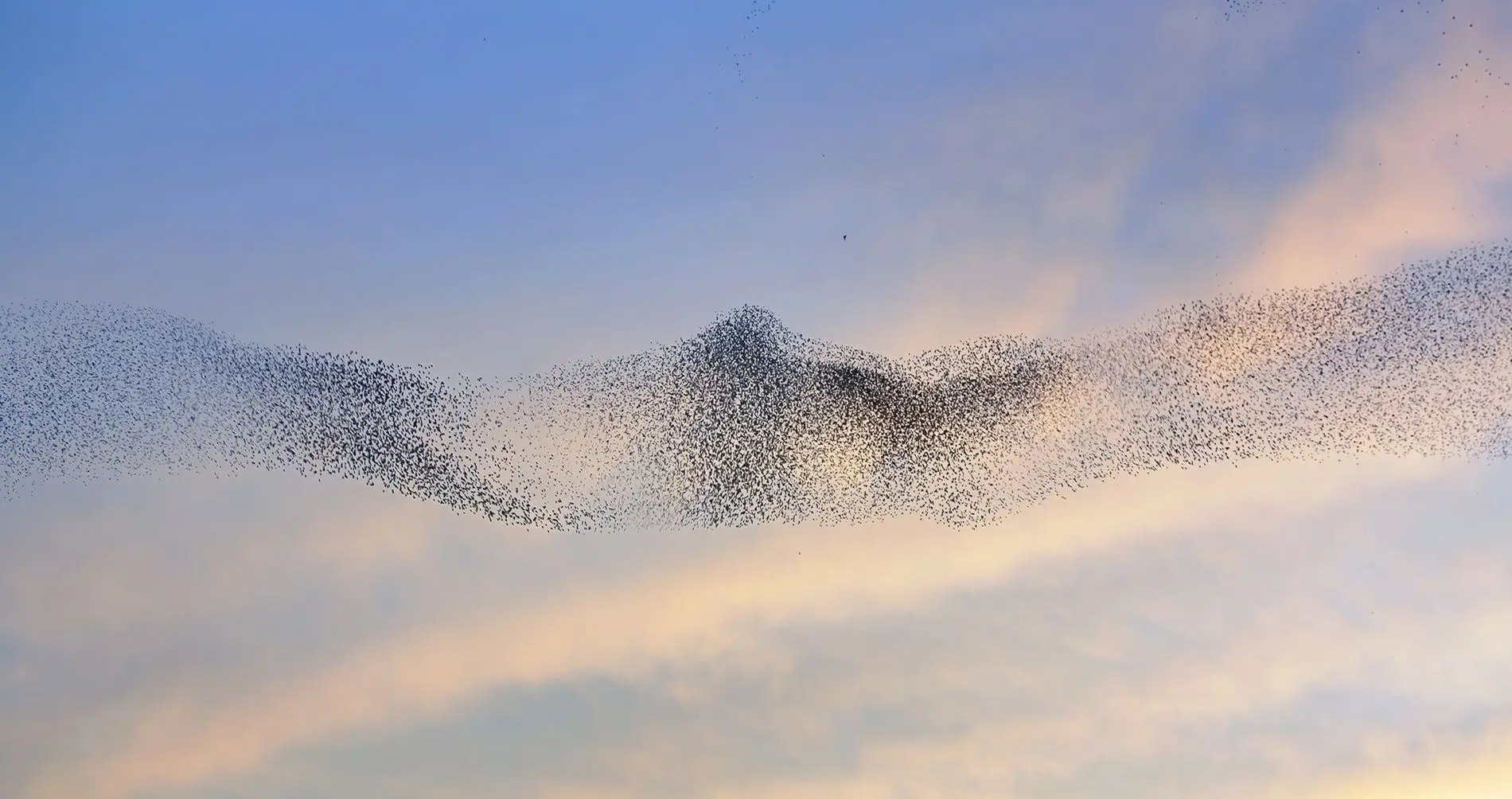 bandadas de pajaros increible - Cómo se llama el vuelo de los estorninos